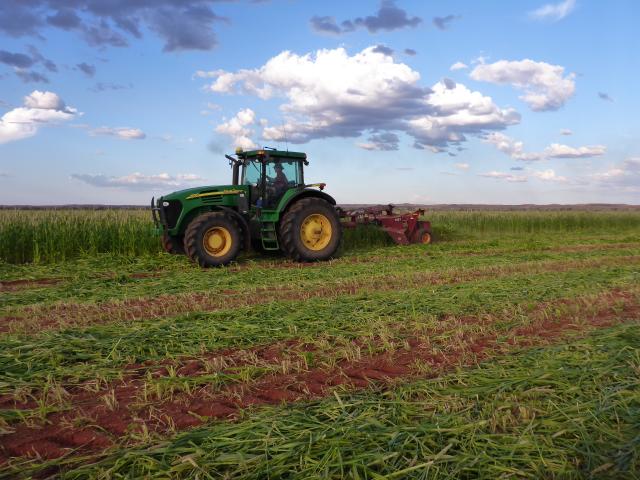 Crops at the remote Woodie Woodie trial site have been harvested for the first time, as part of a pioneering project testing the use of surplus mine dewater to for irrigated agriculture.