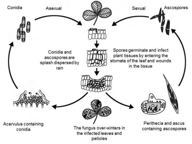Life cycle of Gnomoniopsis comari inside and outside the plant