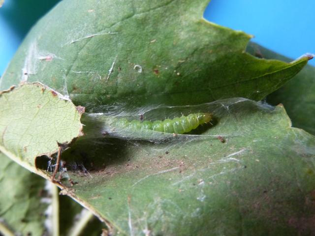 Light brown apple moth larva in a rolled grapeleaf