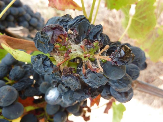Damage to winegrapes by light brown apple moth larva