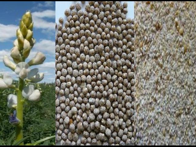 Narrow Leaf Lupin in plant form along side a picture of the seeds produced alongside another picture showing ground lupin seeds.