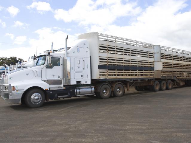 Truck loaded with sheep
