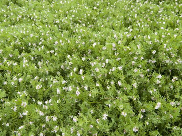 Sward of flowering French serradella in spring