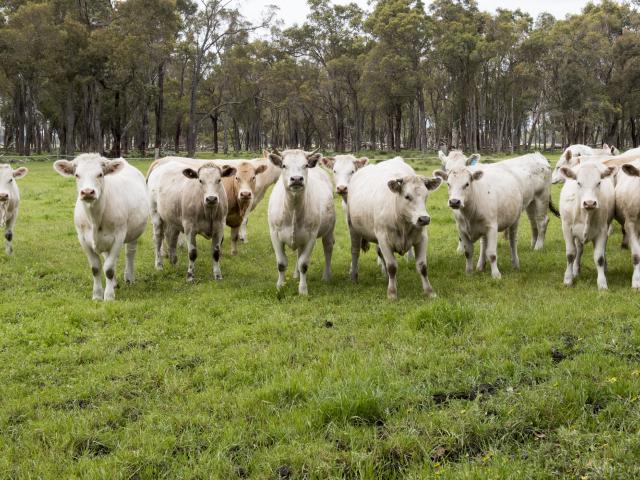 Cattle grazing in paddock