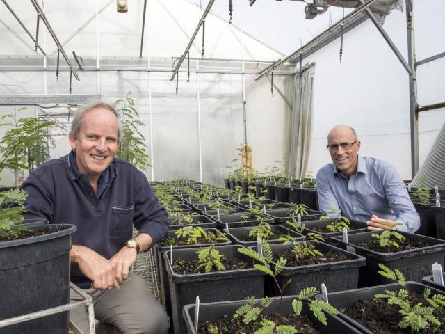 Senior research officers Clinton Revell and Daniel Real in a glasshouse with sterile leucaena in pots