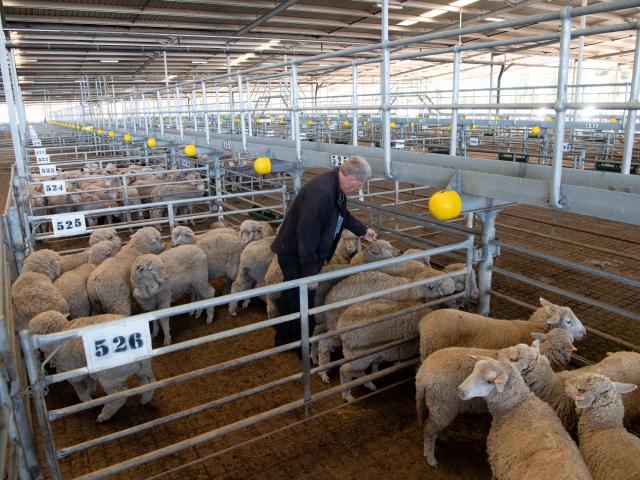 LCU inspector at saleyard monitoring sheep