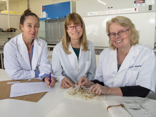 Three women wearing lab coats look at lupin plant sample