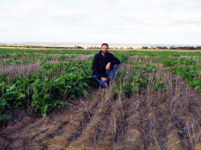 Martin Harries in a early stage canola crop