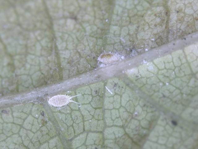 An actively feeding longtailed mealybug and the 'mummy' of a mealybug body that has been parasitised by a wasp