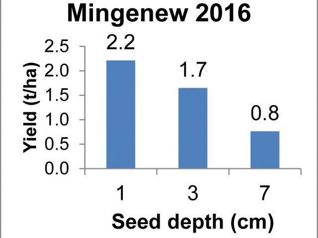 Average canola yields at the 2016 Mingenew trial site comparing sowing depths at 1cm, 3cm and 7cm, part of the Department of Agriculture and Food’s Tactical Break Crop Agronomy project.