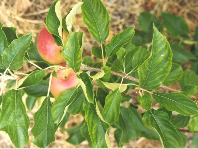 Manganese deficiency symptoms on apple leaves