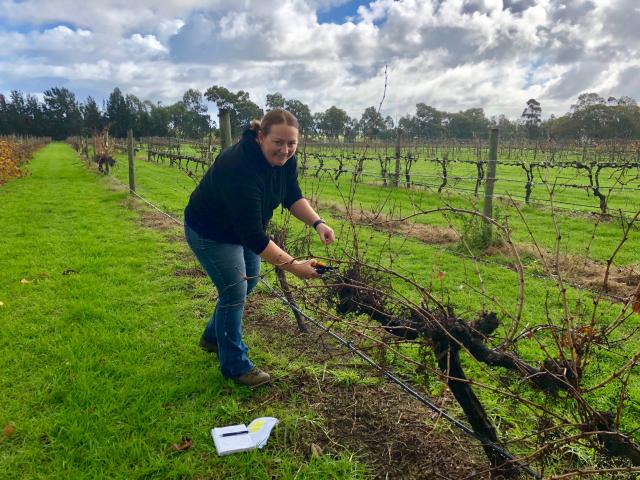 Monica Kehoe taking samples from grapevines.