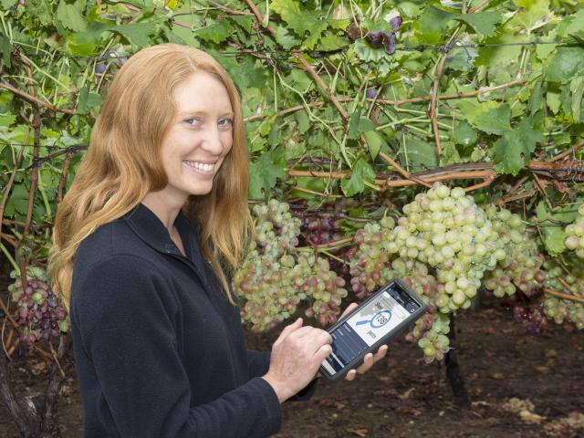 MyPestGuide Grapes app is a pest surveillance tool that supports the community to identify and report pests to the department.
