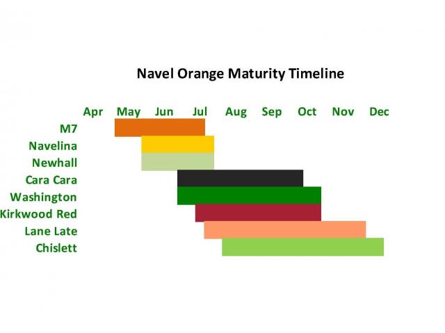 Navel Orange Maturity Timeline