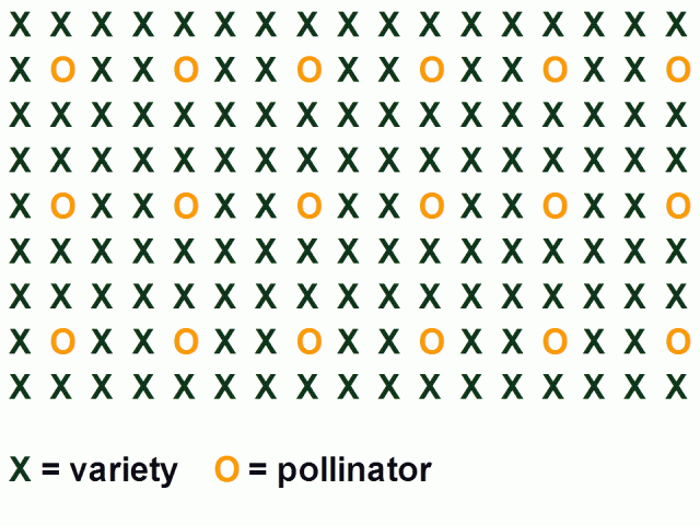 Figure 2 The one in nine method: (pollinators are interspersed with the main variety)