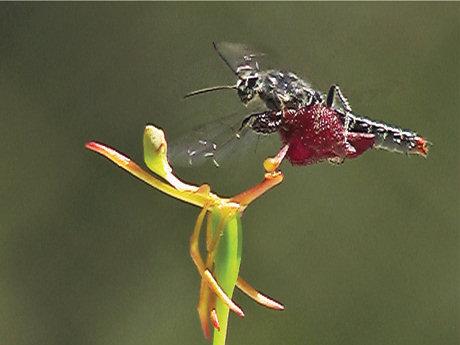 An orchid wasp attracted to a native orchid by the pheromone produced by the orchid.