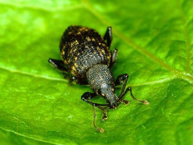 Black vine weevil (Otiorhynchus sulcatus) is a vine pest not currently recorded in WA.