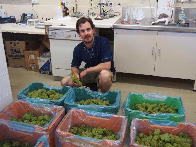 Richard Fennessy with crates of wine grapes