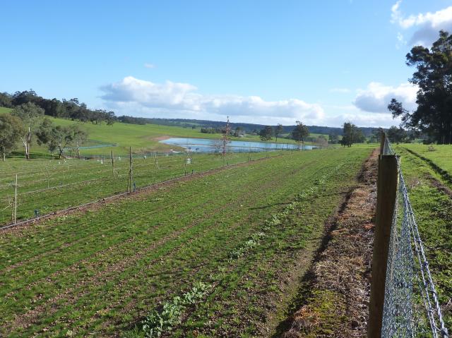 Newly planted and fenced truffle orchard on a sloping site with irrigation dam in background