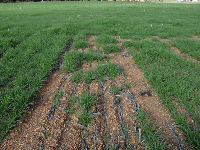 Barley establishment with wetter application compared to untreated control in centre