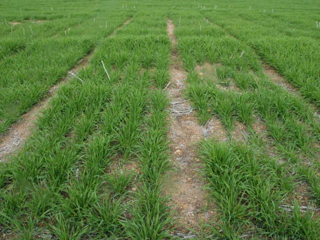 Barley establishment and growth response to wetter