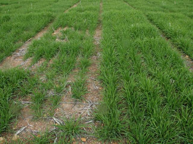 Barley establishment and growth is improved in response to soil wetter with UAN compared to poorer patchy esatablishment with UAN only