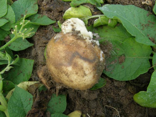 Potato showing symptoms of soft rot