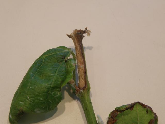 Second image of Sclerotinia shoot rot infection of a grape vine showing as a pale brown lesion at the base of a shoot or a node