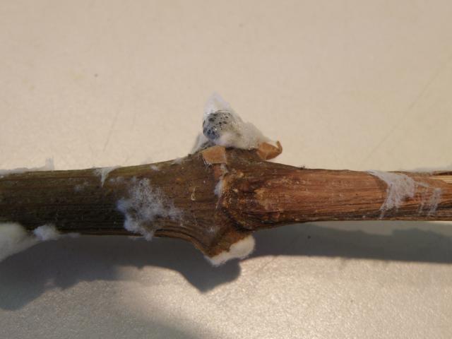 Black sclerote on the outside of the shoot. Sclerotes are the survival structures of Sclerotinia shoot rot