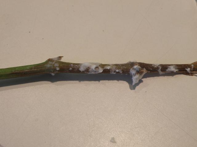 Grape shoot showing the white fungal growth which develops after moist, warm conditions