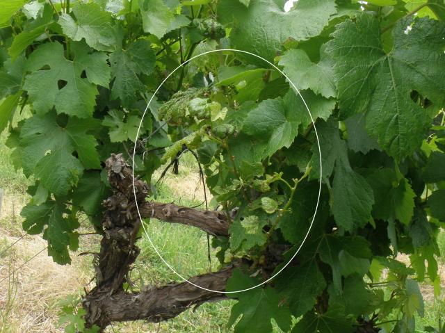 A second photograph showing shoots on grapevines infected with Eutypa lata with cupping leaves and necrotic (dead) margins