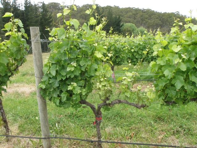 Grape vine arm infected with Eutypa lata showing stunted shoot growth