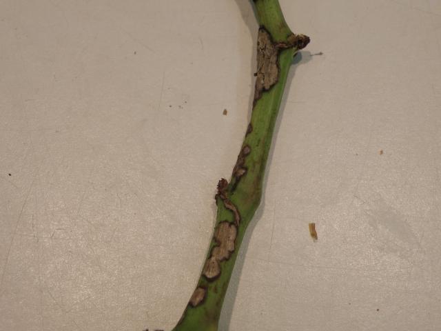 Grape stem showing lesions which have coalesced to form one large lesion