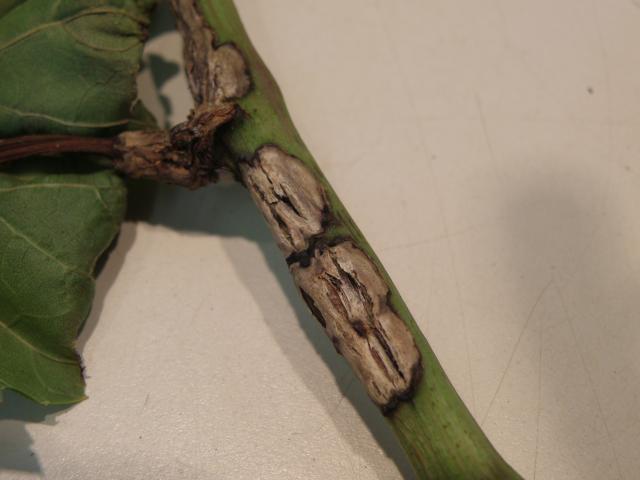Grape stem showing older lesions which have developed a flaky appearance
