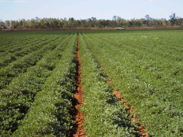 Peanut crop in northern Australia, which was one of a range of crops assessed in the newly released Economic analysis of irrigated agriculture development options for the Pilbara report