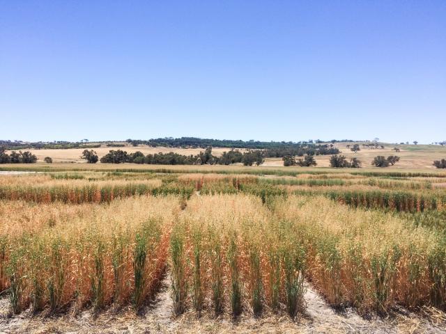 Preliminary 2016 trial results from a trial site at Pingelly (pictured) and another at Merredin suggest there is variability in the tolerance among varieties to the fungal disease Fusarium crown rot. The Grains Flagship research will continue this year.