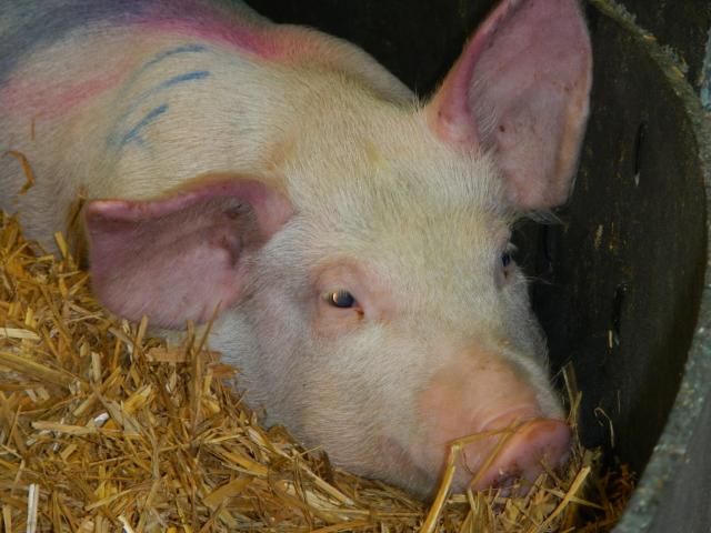 Pig with reddened ears showing signs of African swine fever. Used with permission of the Pirbright Institute