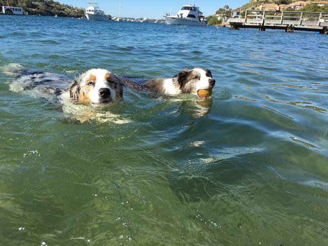 Two dogs swimming in river