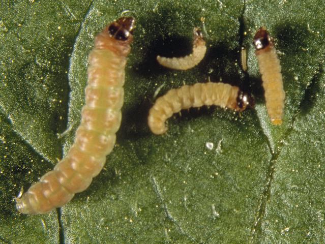 The varous stages of larvae of potato moth