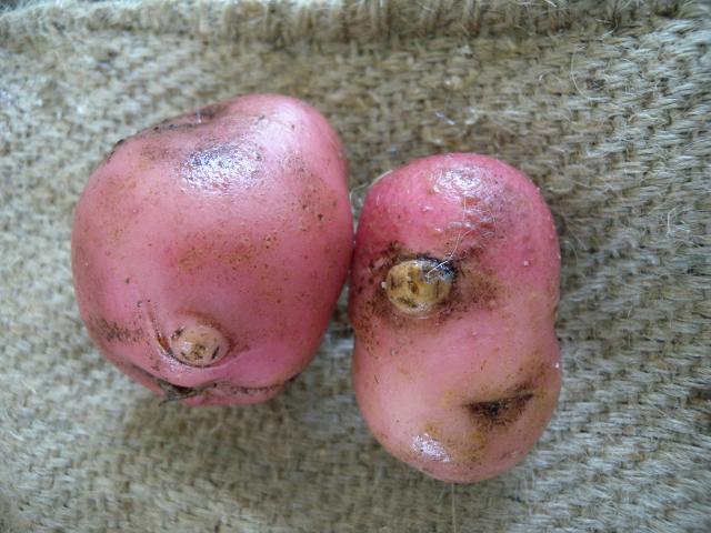 Ruby Lou potatoes with galls caused by the root-knot nematode Meloidogygne javanica