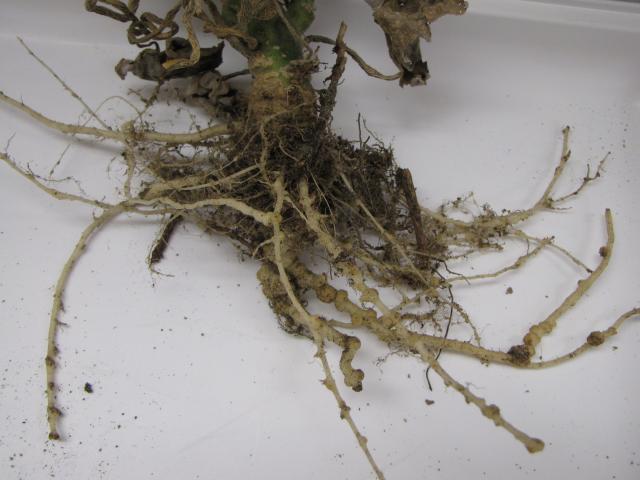 Root-knot nematodes enter plant roots as juveniles, stimulating the root tissue to enlarge and form a gall, as on root of this pumpkin