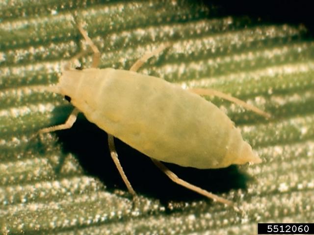A close up photo of a Russian wheat aphid.