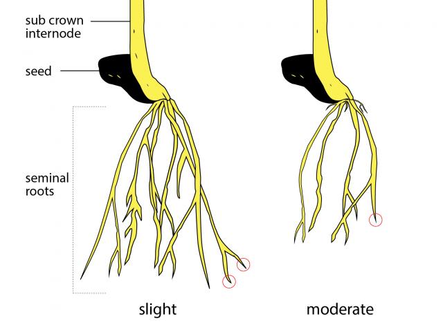 Roots affected by Rhizoctonia root rot