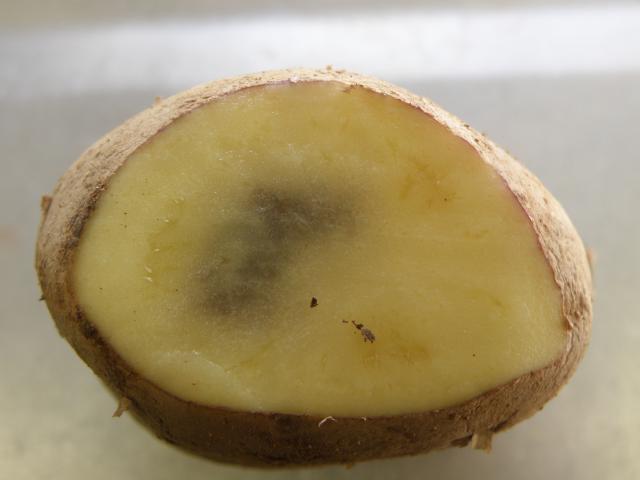 Blackspot on a Royal Blue potato showing damage to the tuber’s cell contents