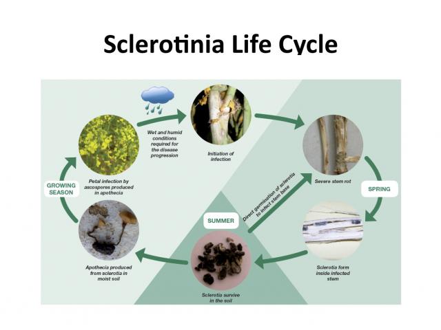 Life Cycle of Sclerotinia in canola in the WA grainbelt