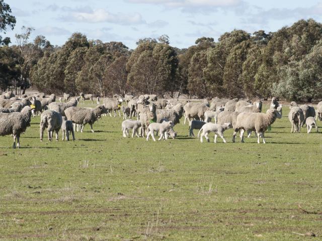 DAFWA has encouraged sheep producers to take action to minimise the risk of flystrike and increase worm burdens, as a result of unseasonal rainfall.