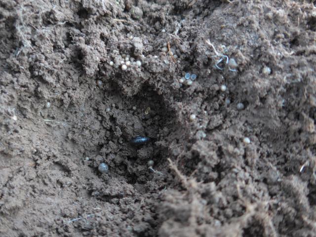 Slug eggs, slaters and Portuguese millipede in soil