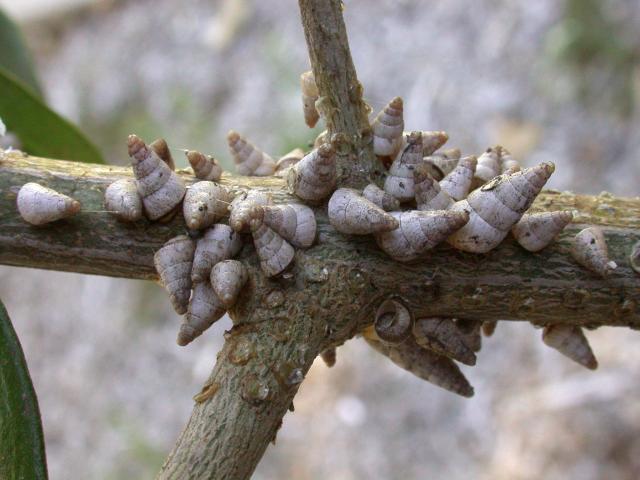 Small pointed snails on branch