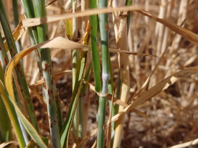 Barley regrowth showing symptoms of wheat stem rust  that it is hosting during autumn in the lower great southern.