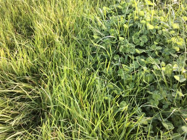 The left of the image is without herbicide treatment a grass monoculture. The right side of the image has been treated and is a mixed pasture of about 80 percent clover 20 percent grass.